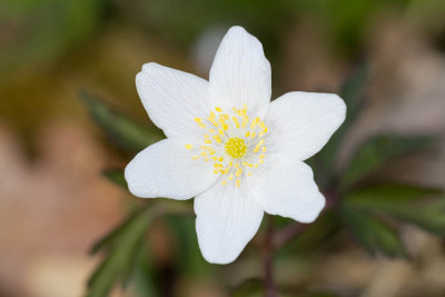 Flowers / Blommor
