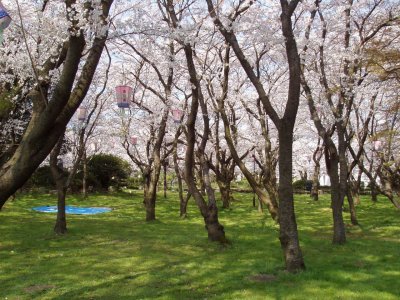 Sakura outside Nagahama Castle.