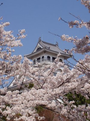 Nagahama Castle, framed by sakura.