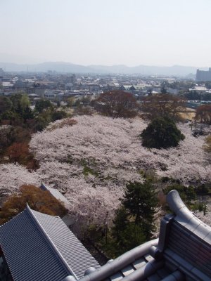 A view of the sakura from atop Nagahama Castle.