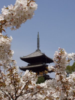At Ninna-ji