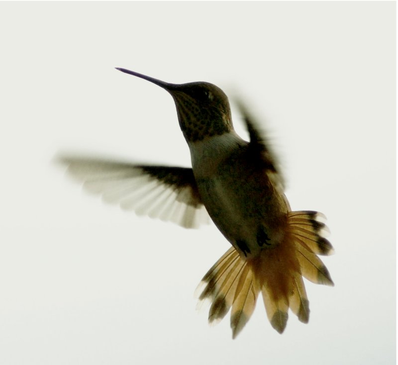 Hummingbird Album