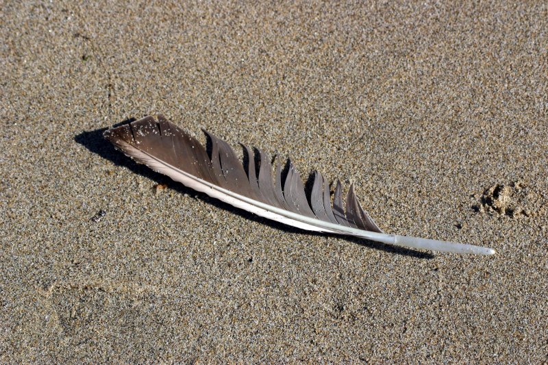 Silent Quill