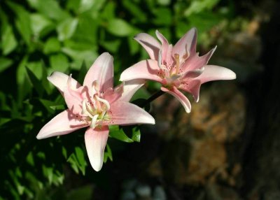 Pink Lilies