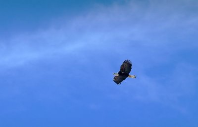 Eagle in Flight - 3