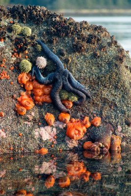 Giant Spined Sea Star