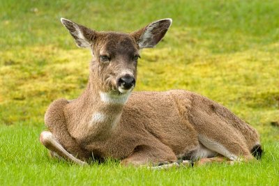 Deer on Lawn