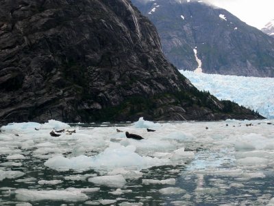 Seals - 1