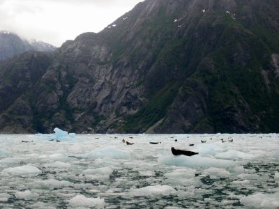 Seals - 2