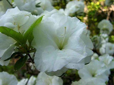 'White Rosebud'