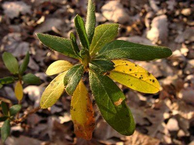 Georgia Giant