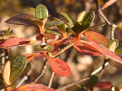 'Sherwood Cerise'