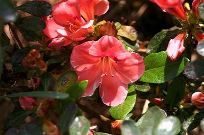 'Variegated Dogwood'