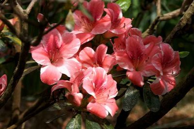 'Variegated Dogwood'