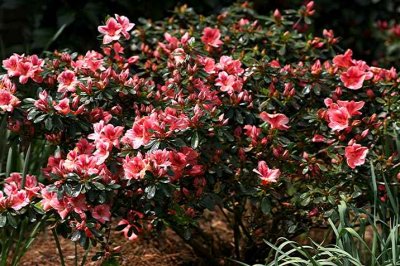 'Variegated Dogwood'