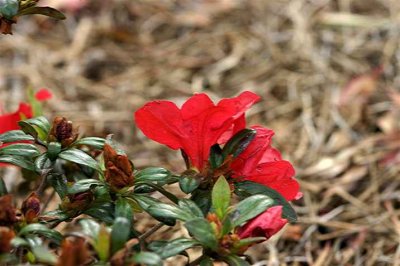 'Coronado Red'