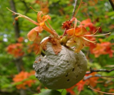 leaf gall