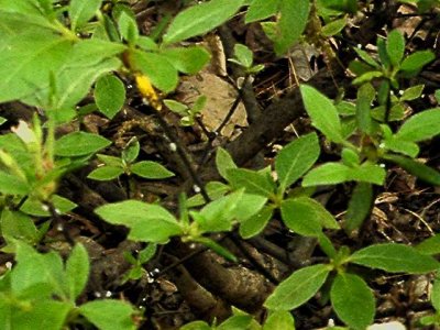 azalea bark scale