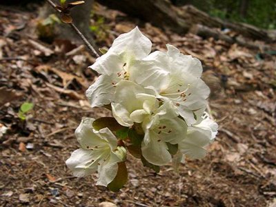 'Fuji-no-koshi'