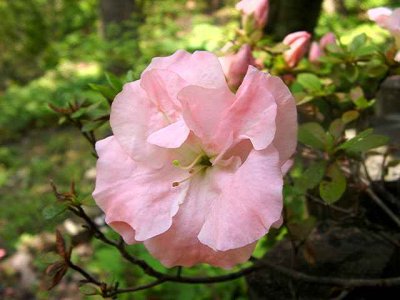 'Holly Springs Pink Parfait'