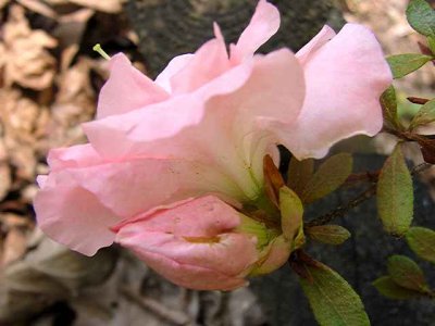 'Holly Springs Pink Parfait'
