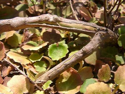 'Coquette': bark split