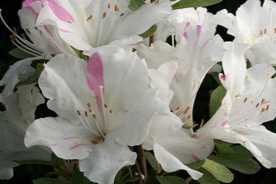 'Fuji-nishiki'