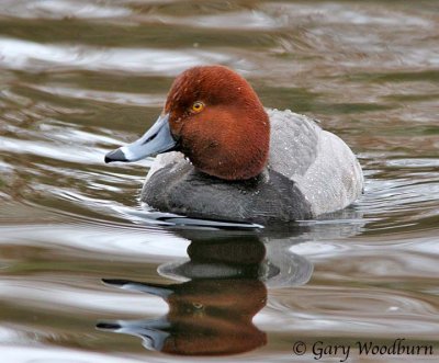 birds_redhead_duck