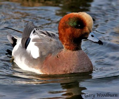 Birds   Wigeons