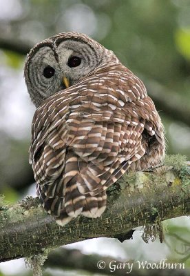 Barred Owl