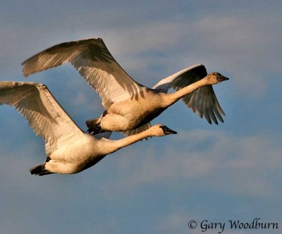 Birds Trumpeter Swans