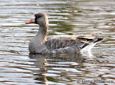 Birds Greater White-fronted goose