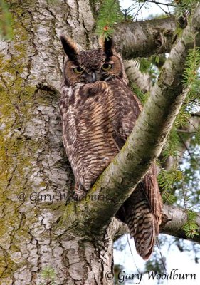 Great Horned Owl