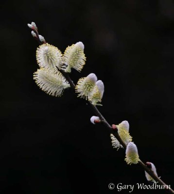 IMG_9922.jpg