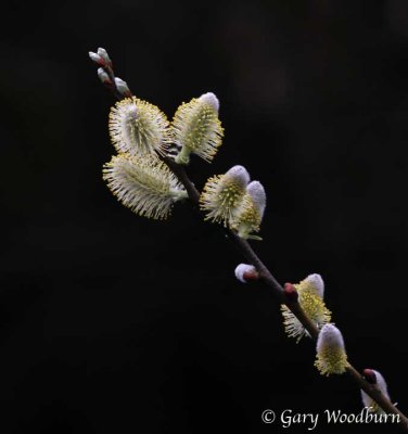 IMG_9923.jpg