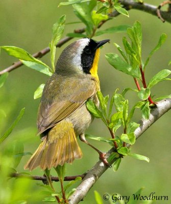 Birds  Common Yellow Throat