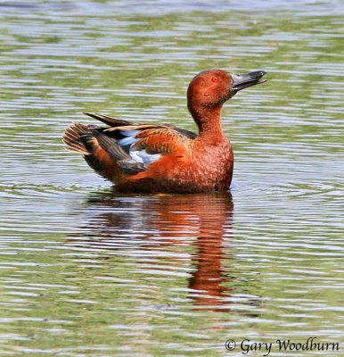 Cinnamon Teal