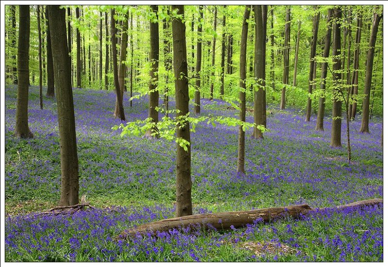Bluebells 