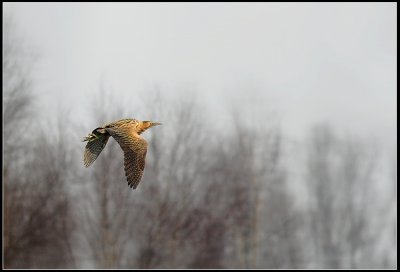 Great bittern / Roerdomp