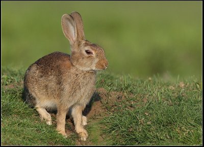 This rabbit has Myxomatose