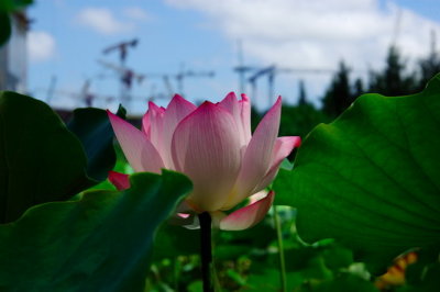 _DSC4262_resize.jpg