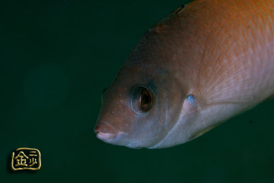 DSC_6048s.jpg