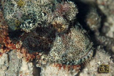 DSC_6100s.jpg
