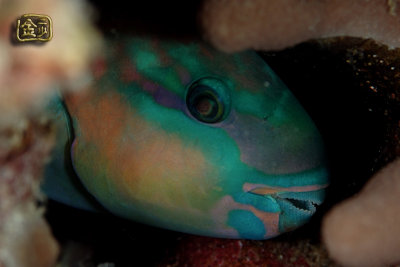 DSC_6148s.jpg