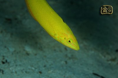 DSC_6312s.jpg