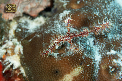 DSC_6321s.jpg