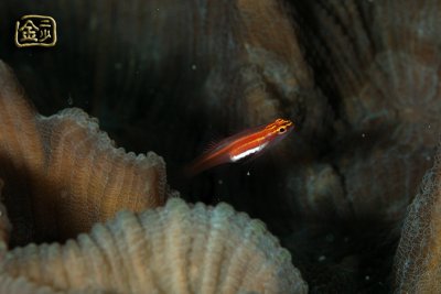 DSC_6404s.jpg