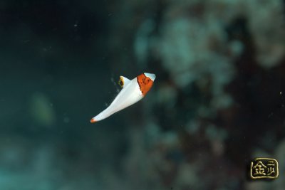DSC_6423s.jpg