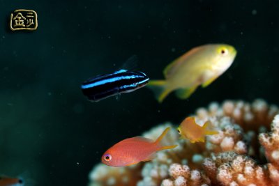 DSC_6449s.jpg