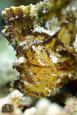 DSC_6468s.jpg